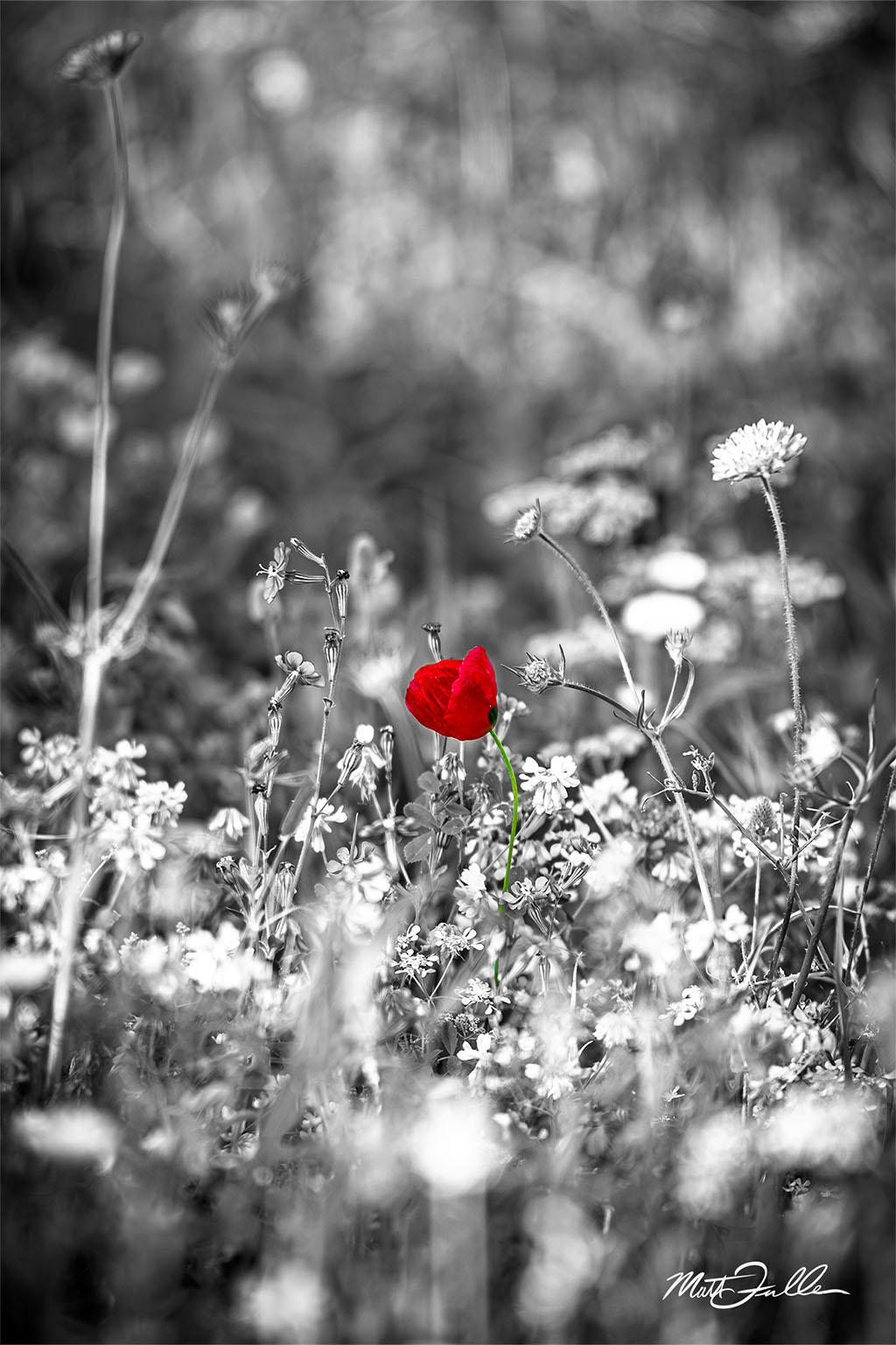 Courage of the Poppy